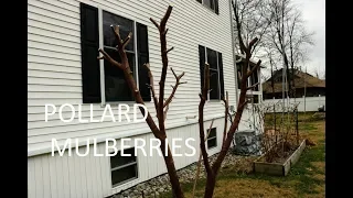 Pollarding the Mulberry Tree: Keep it Small