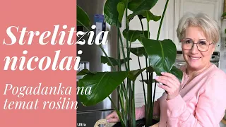 GIGANT WŚRÓD ROŚLIN - STRELITZIA NIKOLAI - POGADANKA NA TEMAT STRELICJI [542]