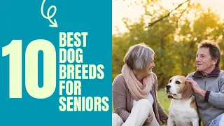 Top 10 Best Dog Breeds for Seniors