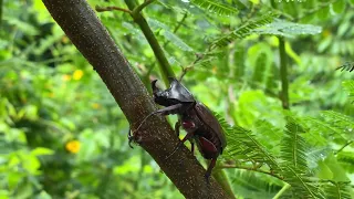 Catch and observe rhinoceros beetles, beetles, horn beetles, Japanese rhinoceros beetles,Kabutomushi