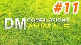 Funny animals compilation 2014 / Смешные животные  Подборка 2014 #11