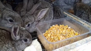 Кормление маленьких крольчат, чем и как кормить. Любимое блюдо кроликов