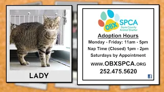 Outer Banks SPCA Pet of the Week - Lady (August 28, 2023)