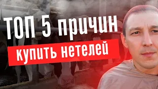 ТОП 5 причин купить КРС нетелей. Что такое НЕТЕЛЬ? Субсидии от государства на КРС. Продажа КРС оптом