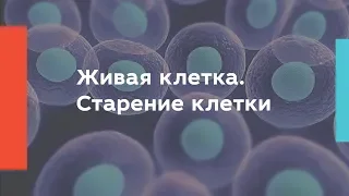 Живая клетка. Старение клетки