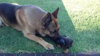 Our cute Dachshund puppy meets our German Shepherd for the First Time