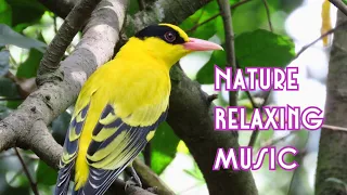 Nature Relaxing music with piano emotional can help you stay calm and relaxation. sleep better.🥰