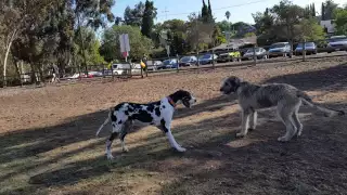 Battle Of Titans Continues: Irish Wolfhound vs. Great Dane