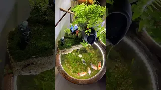 Beautiful goldfish pond setup with nice plants