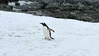 #antarcticadventure  #antarcticpeninsula   #iphonephotography  #penguins #hurtigrutenexpeditions