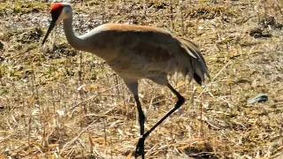 Sandhill Cranes During the Eclipse (dancing)