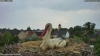 Storchenküken zupft an Papa rum. - 24.05.2024