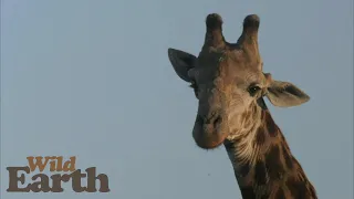 WildEarth - Sunset - 23 September 2021