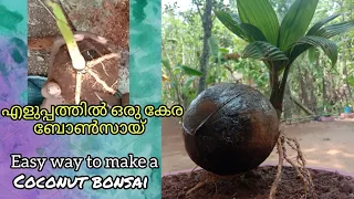 Easy way to make coconut bonsai from a coconut