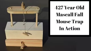 427 Year Old Mascall Style Fall Mouse Trap In Action.