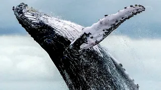 Humpback Whale: The Singing Maestro of the Ocean - Documentary