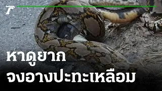 หาดูยาก งูจงอางปะทะงูเหลือม สู้กันขวางถนน | 22-12-64 | ข่าวเช้าหัวเขียว