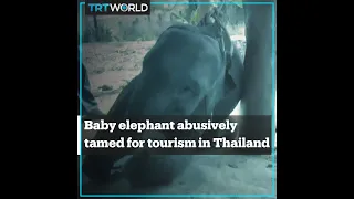 Baby elephant abusively tamed for tourism in Thailand