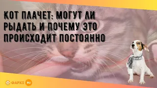 Кот плачет: могут ли рыдать и почему это происходит постоянно