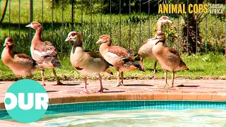 Cops Battle Geese Terrorising Swimming Pool | Animal Cops South Africa Ep4 | Our World