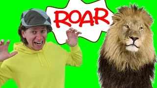 The Lion Song with Matt | Wild Animal Songs | Learn English Kids