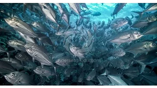 "Undersea Realm in 4K" underwater nature video stock footage demo reel UltraHD UHD