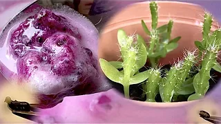 How To Grow Dragonfruit From Starbucks Drink - WORKS!