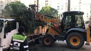 Jcb 3cx Kepçeyle ağaç dalı yükleme