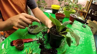 Dividing and Repotting a Primulina Keiko