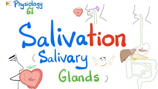 Salivation (Salivary glands: Parotid, Submandibular, Sublingual) | GI Physiology