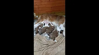 Щенки сенбернар (21 день)  St.Bernard puppies (21 days old)