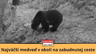 Najväčší medveď v okolí na zabudnutej ceste 🌲💪🐻🌲