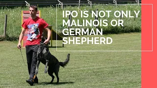 Schutzhund - IPO is not only Malinois or German Shepherd !!! Viorel Scinteie