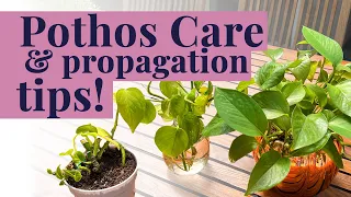 Ultimate Pothos Care & Propagation Guide: From Sad to Thriving!