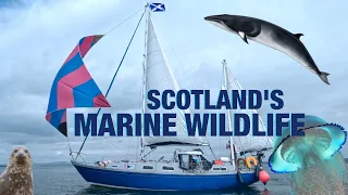 Wildlife by BOAT on the Scottish Coast | the Firth of Clyde