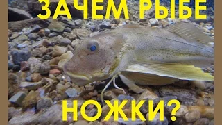 Рыба с ножками?