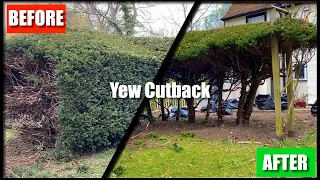 TRIMMING and RESHAPING a yew hedge