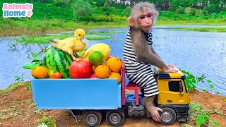 BiBi takes ducklings to pick fruits at the farm