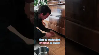 How to catch giant spiders #Short