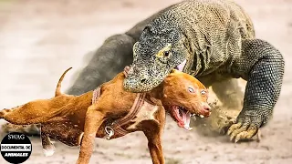 El Dragón Gigante De Komodo Ataca Brutalmente A Los Perros Y ¿qué Pasa Después? | Mundo Animal