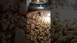 broiler chicks brooding day 1..