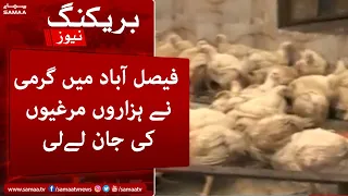 Qayamat ki garmi - Faisalabad mein garmi ne hazaro murghio ki jaan leli - SAMAA TV