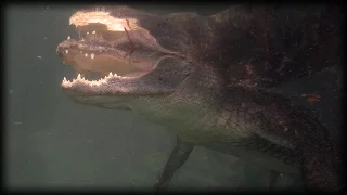 Python Attacks Alligator 02 Time Lapse