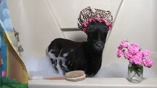 Goat's Bath Time !