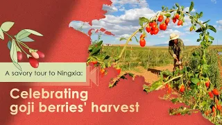 LIVE: A tasty tour of Ningxia – celebrating goji berry harvest