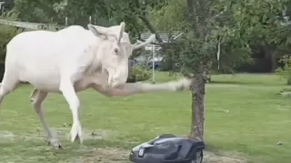 Albino moose attacks lawn mower