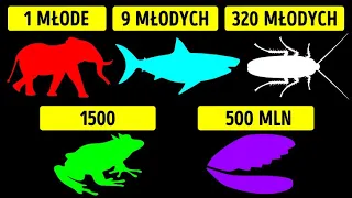 Które zwierzę może mieć najwięcej potomstwa naraz