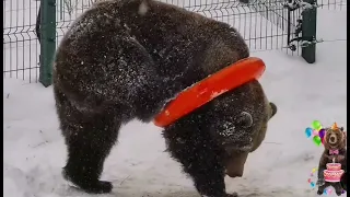 Входит... И выходит... И входит... Замечательно выходит!♥️ Медведь Мансур