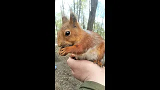 Впервые беременная белка села мне на ладонь / For the first time, a pregnant squirrel sat on my palm