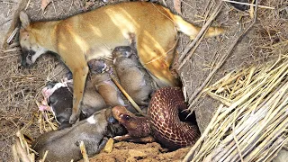 जब सामने आई दिल दहला देने वाली घटना, जहरीले सर्प ने पूरे परिवार को मौत के घाट उतार दिए😭 Cobra vs Dog